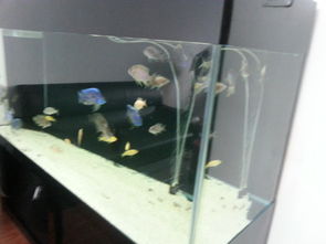 從1.6米精品底濾缸的轉(zhuǎn)讓，看水族愛(ài)好與寵物經(jīng)濟(jì)的流轉(zhuǎn)